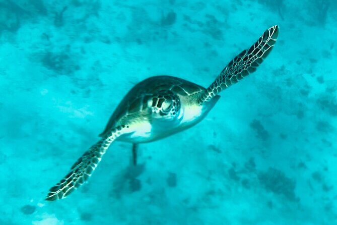 St. John Luxury Catamaran Turtle Snorkel and Cays Full Day - Where the food fits in (breakfast now, lunch in the middle, and then relax)