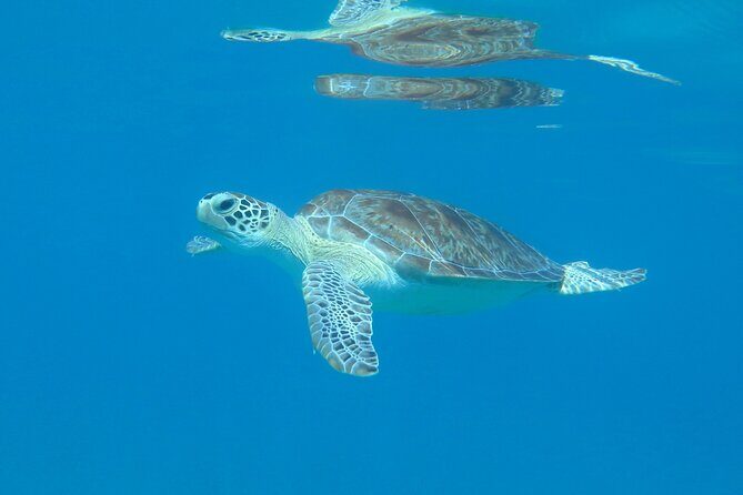 St Thomas Kayak and Sea Turtle Snorkel Excursion - How the 4-hour kayak-and-snorkel day is paced