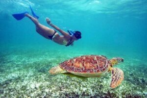 St. Thomas Maho Bay Turtle Snorkel Sail - Ritz-Carlton - The first snorkel stop in Maho Bay: green and hawksbill sightings