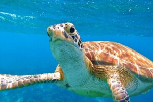 St Thomas Mangrove Lagoon Kayak and Snorkel Tour in the US Virgin Islands - Your 2.5-hour flow: from gear up to paddle back