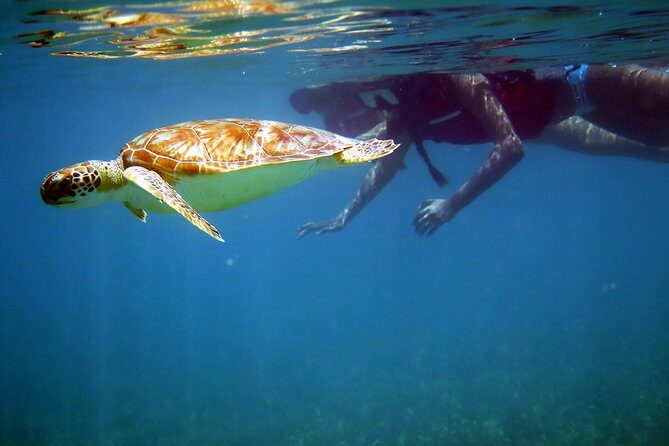 St Thomas Sea Turtle Snorkel Kayak Adventure Tour - Key Things I’d Book This For