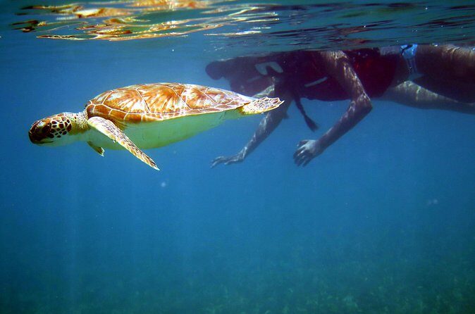 St Thomas Sea Turtle Snorkel Kayak Adventure Tour - How the Kayak Portion Works (and When It’s a Workout)