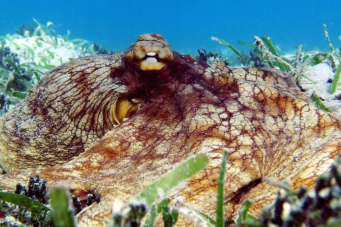 St Thomas Sea Turtle Snorkel Kayak Adventure Tour - Lunch and Snacks: Cooler Food Plus a Beach Break