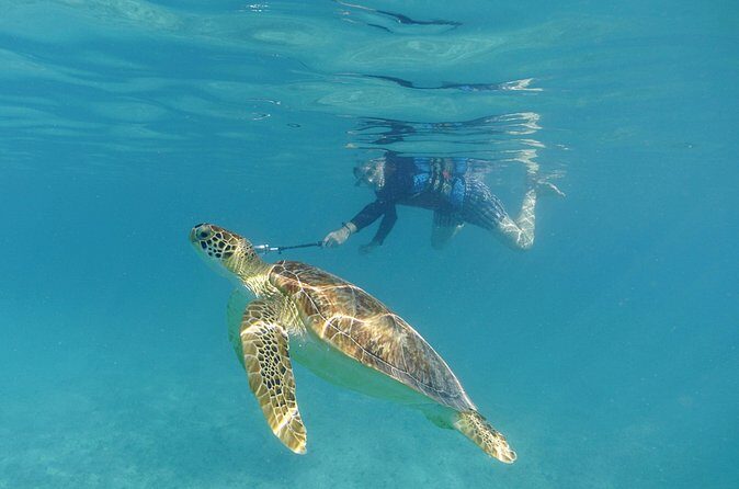 St Thomas Sea Turtle Snorkel Kayak Adventure Tour - Price and Value: Is $139 Worth It?