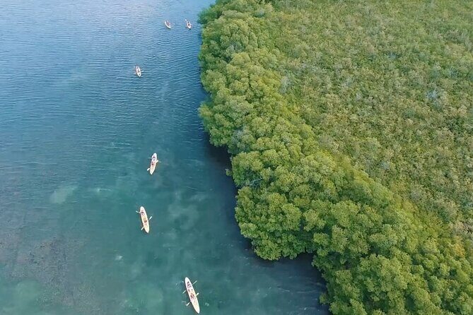 St Thomas Shore Excursion: Mangrove Lagoon Kayak and Snorkel Tour - Snorkeling among coral-fringed mangrove roots