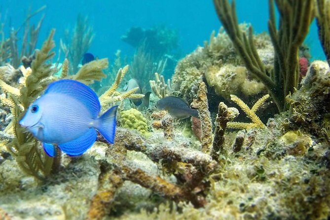 The Baths, Virgin Gorda, Cooper Island & Norman Island Snorkel - A one-day BVI route that actually feels efficient