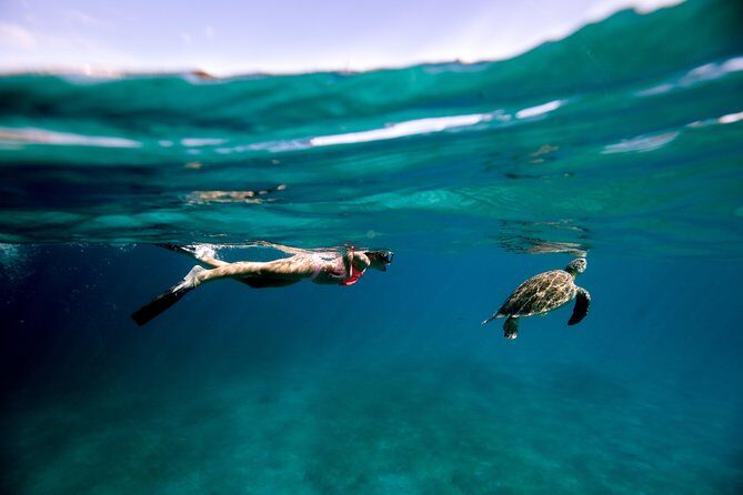 Turtle Cove Catamaran Snorkel and Sail at Little Buck Island STT - Key things you’ll notice on this Turtle Cove catamaran day