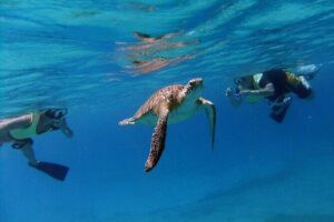 Turtle Cove Catamaran Snorkel and Sail at Little Buck Island STT - The VI Cat catamaran: what the 54-foot ride is like