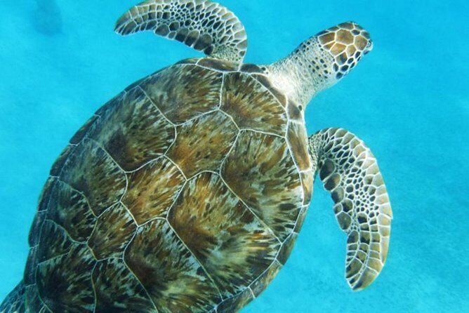 Turtle Cove Catamaran Snorkel and Sail at Little Buck Island STT - Green sea turtles and reef fish: what to expect without setting yourself up for disappointment