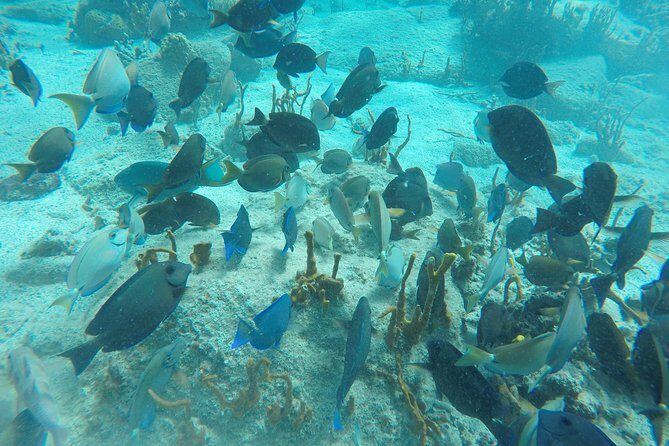 Turtle Cove Catamaran Snorkel and Sail at Little Buck Island STT - Price and value: is $119 per person a fair deal?