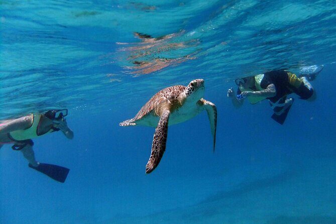 Turtle Cove Catamaran Snorkel and Sail at Little Buck Island STT - The VI Cat catamaran: what the 54-foot ride is like