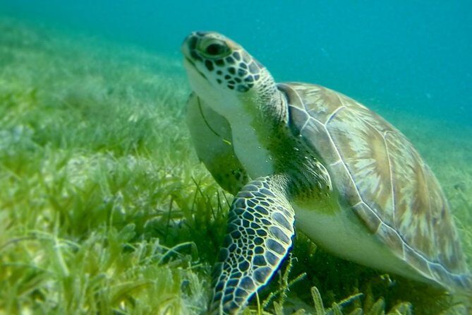 Turtles, Pizza Pi & Sunset trip - The first anchor stop: Christmas Cove snorkeling and Pizza Pi’s floating lunch