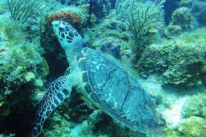 Two-Tank Dive for Certified Diving in St Thomas - The two-tank flow: what happens between the first and second time in the water