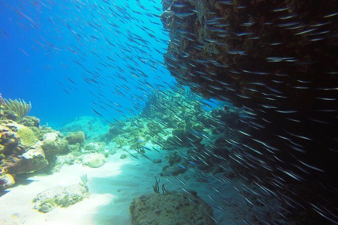 Two-Tank Dive for Certified Diving in St Thomas - Safety, fitness, and the swim requirement (read this twice)