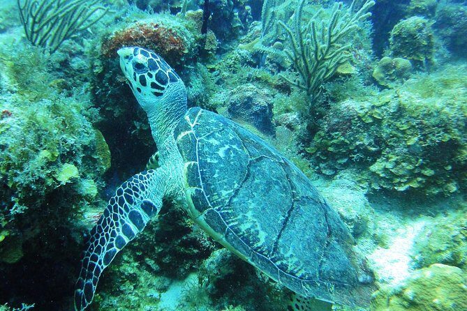 Two-Tank Dive for Certified Diving in St Thomas - The two-tank flow: what happens between the first and second time in the water