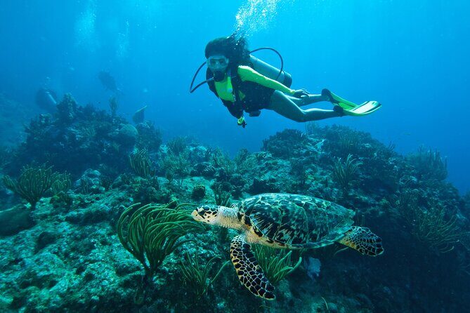 Two-Tank Morning Dive Trip for Certified Divers - Key highlights that matter before you go