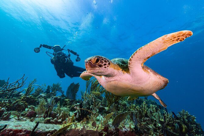 Two-Tank Morning Dive Trip for Certified Divers - Where you meet at 8:10 am in Cruz Bay